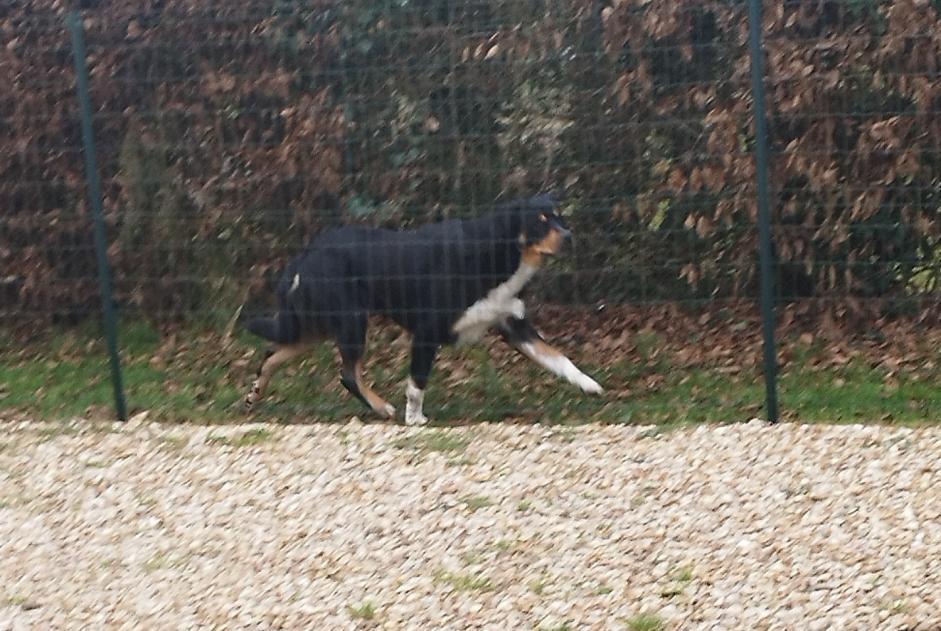 Alerte Découverte Chien Inconnu Rueil-la-Gadelière France